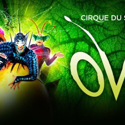 Ovo - Il nuovo spettacolo del Cirque du Soleil alla Royal Albert Hall
