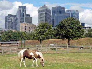 Mudchute city farm londra