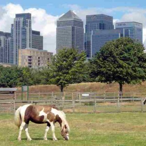 Mudchute city farm londra