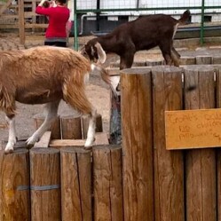 London City Farms: ecco le fattorie urbane di Londra