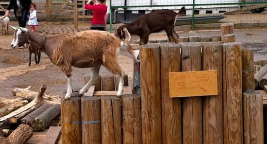 London City Farms: ecco le fattorie urbane di Londra