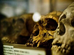 grant-museum-zoology-2