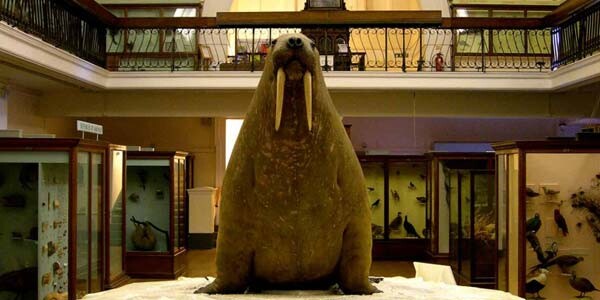 horniman-museum-tricheco