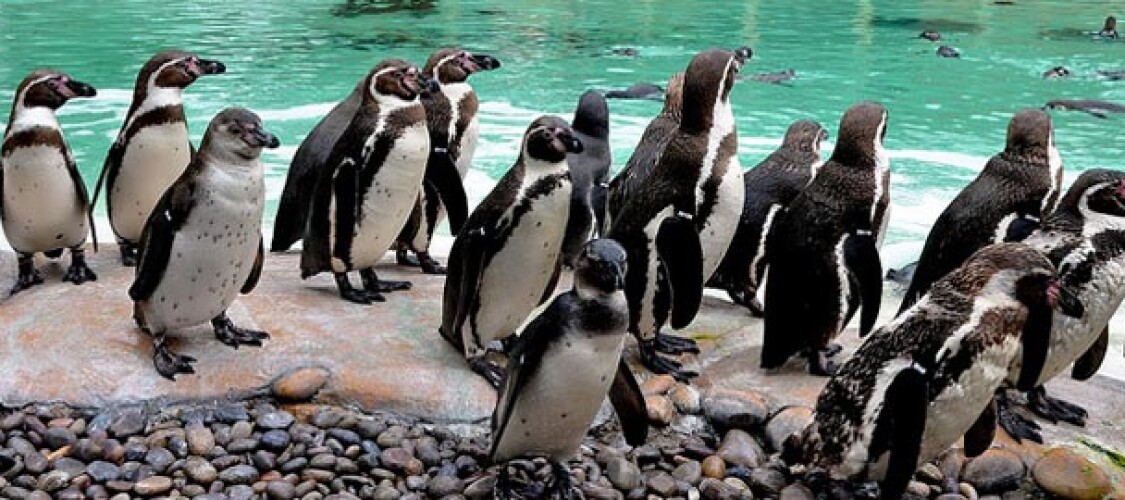 Acquista i biglietti per il London Zoo