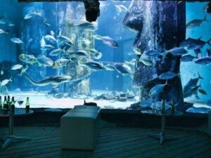 sealifebar