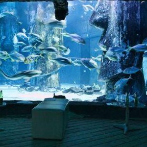 Sea Life