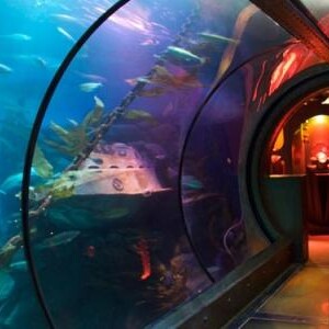 Sea Life