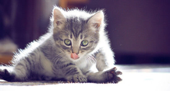 Cat Yoga, la nuova tendenza di Shoreditch per chi ama lo yoga...e i gatti