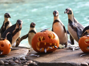 zoo halloween