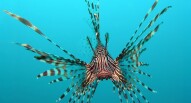 Acquario Londra Pterois wikipedia