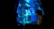 Acquario Londra Sea Life 3