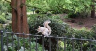 Hyde Park Scoiattolo