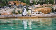 London Zoo Adrian Scottow