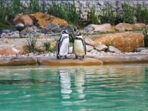 London Zoo Adrian Scottow