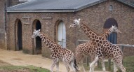 London Zoo Nigel Swales flickr