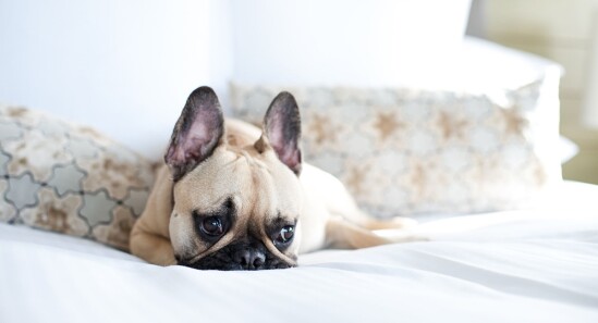 9 Hotel di Londra dove cani e gatti sono ammessi