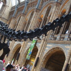 Natural History Museum: Visita il Museo di Storia Naturale