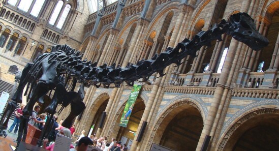 Natural History Museum: Visita il Museo di Storia Naturale