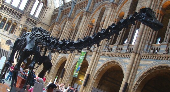 Natural History Museum: Visita il Museo di Storia Naturale