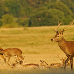 Richmond Park: Visita il parco di Londra con cervi e daini