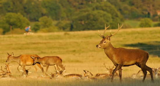 Richmond Park: Visita il parco di Londra con cervi e daini
