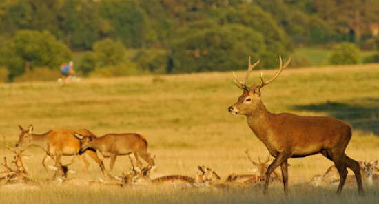 Richmond Park: Visita il parco di Londra con cervi e daini