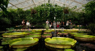 Kew gardens 5