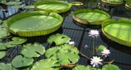 kew gardens