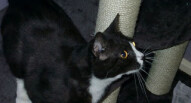 Moon Unit gatto