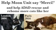 unit moon news londra