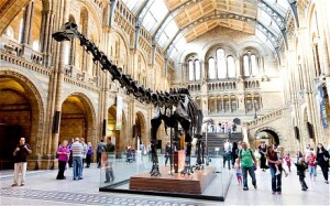 dinosauro nhm londra