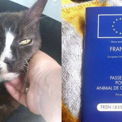 Smarriscono il gatto a Londra, lo ritrovano a Parigi 8 anni dopo