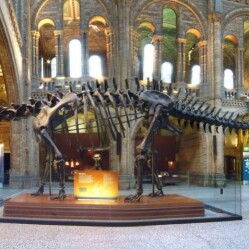 Il dinosauro Dippy lascia il Natural History Museum di Londra
