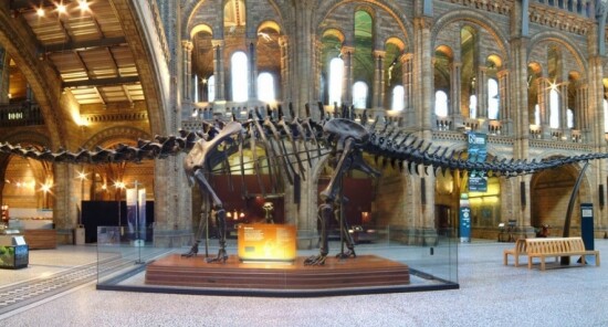 Il dinosauro Dippy lascia il Natural History Museum di Londra