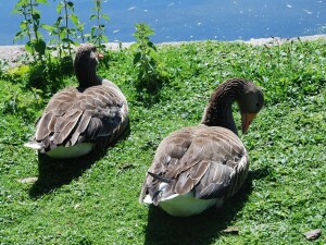 st james park duck