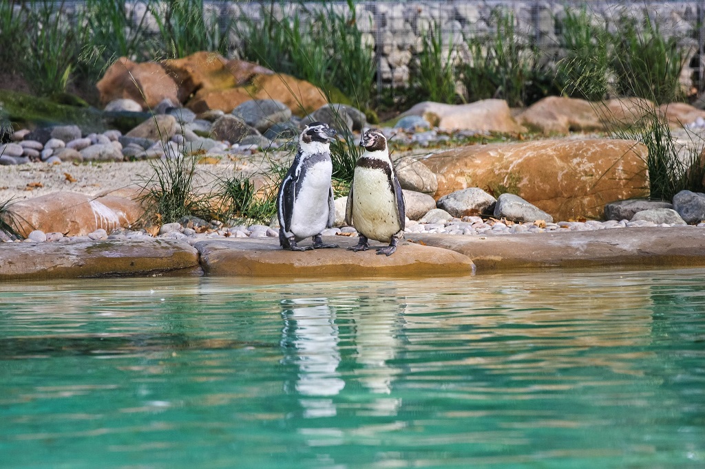 London Zoo Adrian Scottow