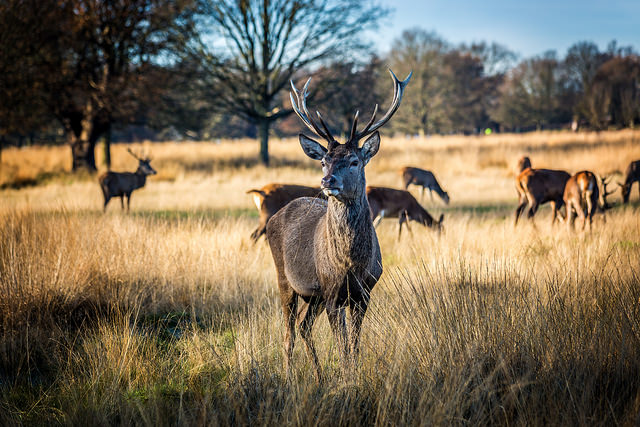 richmond park londra